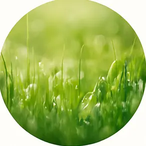 Fresh perfume note with clean and crisp vibe – refreshing fragrance family